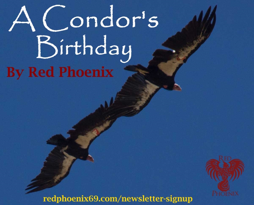 2 condors signup ad